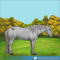 Horse Color:Black Varnish Rabicano 