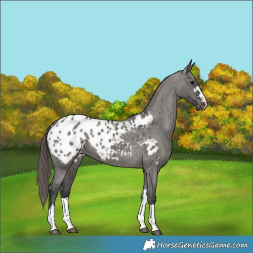 Horse Color:Grullo Appaloosa 