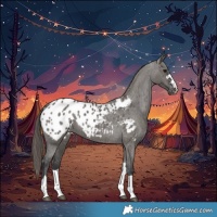 Horse Color:Grullo Appaloosa 