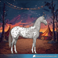 Horse Color:Grullo Blanket