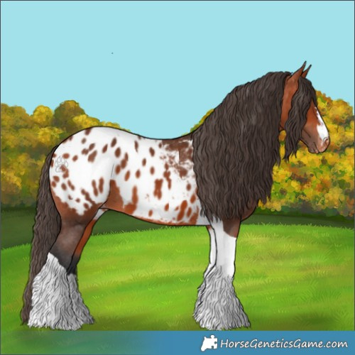 Horse Color:Bay Tobiano Appaloosa