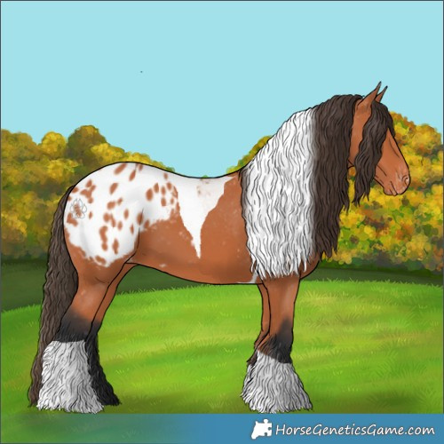 Horse Color:Bay Tobiano Blanket
