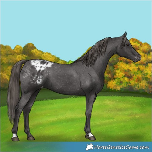 Horse Color:Smoky Black Appaloosa 