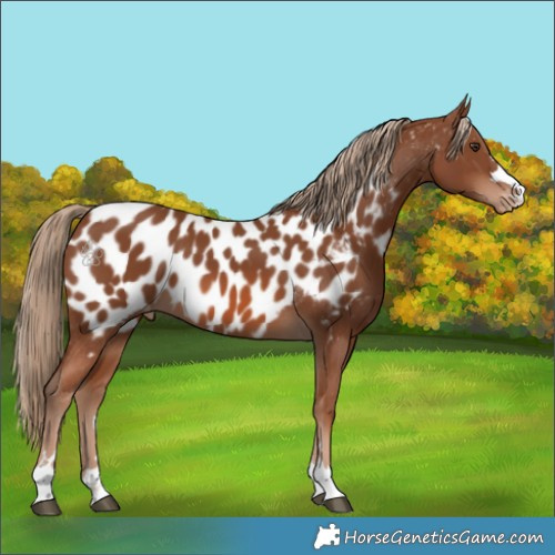 Horse Color:Unknown 