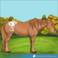 Horse Color:Chestnut Blanket 