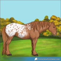 Horse Color:Chestnut Appaloosa 