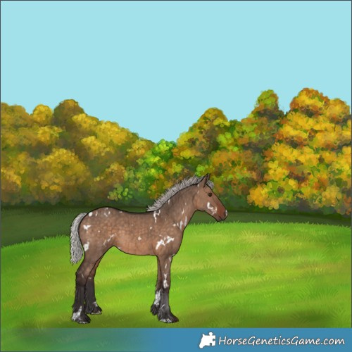 Horse Color:White Spotted Silver Brown Dun Brindle 