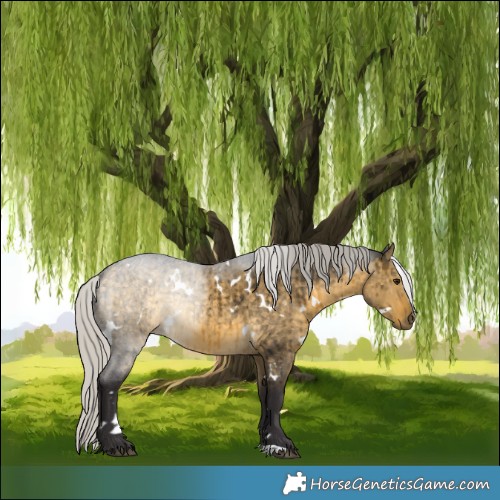 Horse Color:White Spotted Silver Buckskin Dun Brindle 