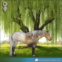 Horse Color:White Spotted Silver Buckskin Dun Brindle