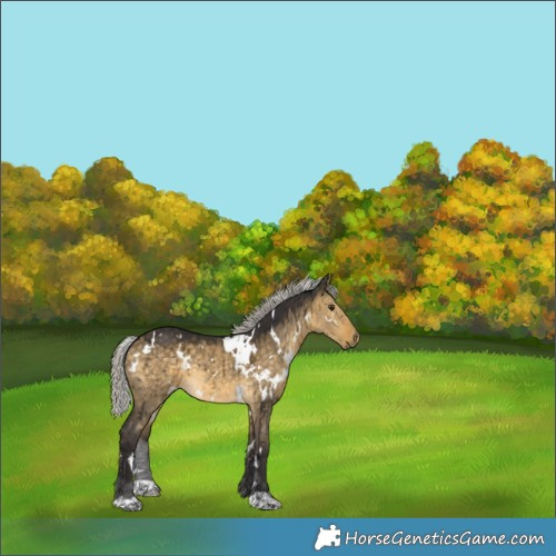 Horse Color:White Spotted Silver Buckskin Dun Brindle 