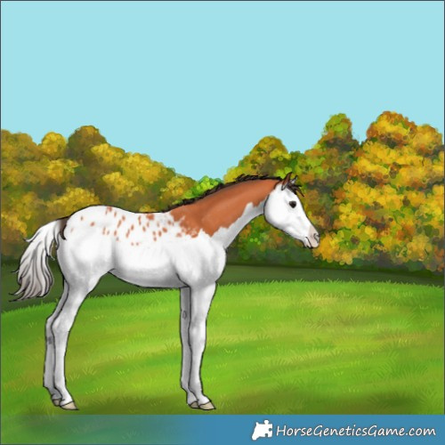 Horse Color:Bay Splash Appaloosa