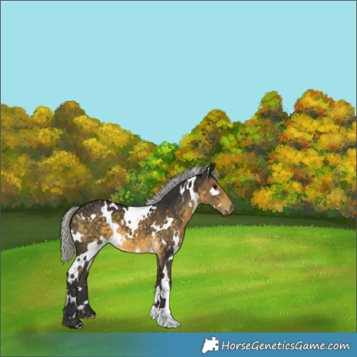Horse Color:White Spotted Silver Buckskin 