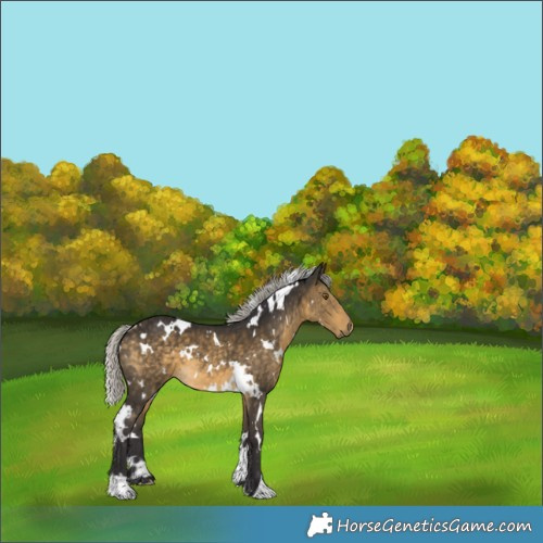 Horse Color:White Spotted Silver Buckskin 