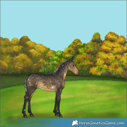 Horse Color:White Spotted Silver Buckskin