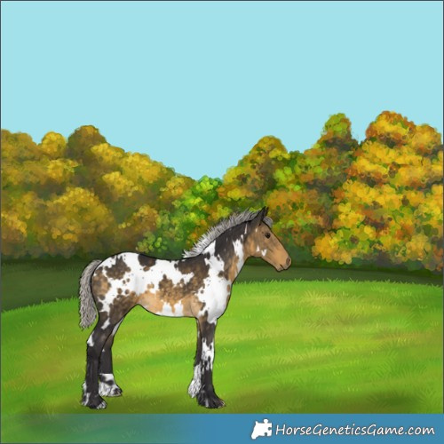Horse Color:White Spotted Silver Buckskin 