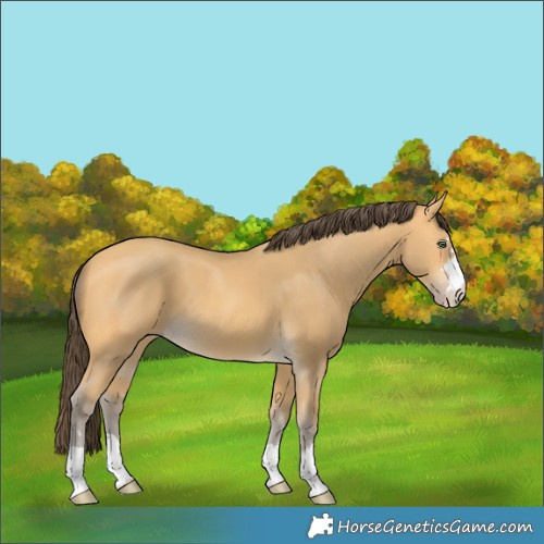 Horse Color:Amber Cream Champagne 