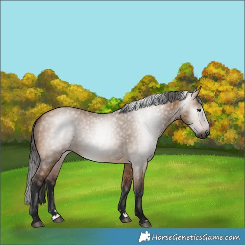 Horse Color:Gray Bay Dun 