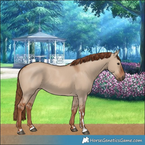 Horse Color:Red Dun 