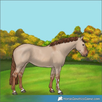 Horse Color:Red Dun 