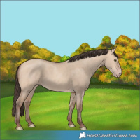 Horse Color:Amber Champagne Dun