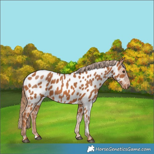 Horse Color:Chestnut Near Leopard 