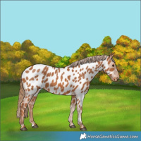 Horse Color:Chestnut Near Leopard