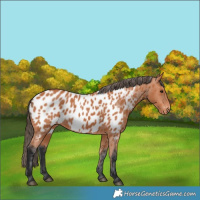 Horse Color:Bay Appaloosa