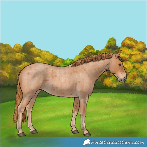 Horse Color:Red Roan 