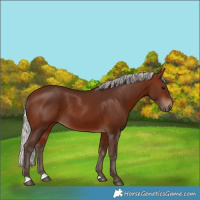 Horse Color:Silver Brown 