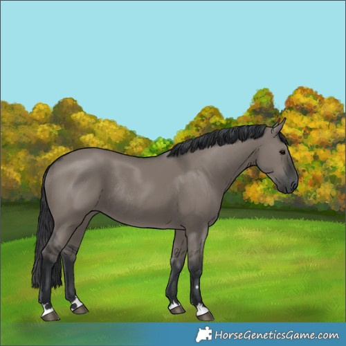Horse Color:Grullo Rabicano 
