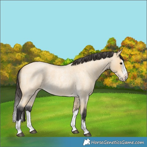 Horse Color:Buckskin Roan Splash
