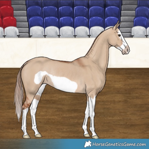 Horse Color:Red Dun Splash Frame Rabicano