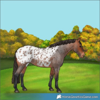 Horse Color:Bay Roan Blanket 