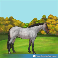 Horse Color:Bay Roan 