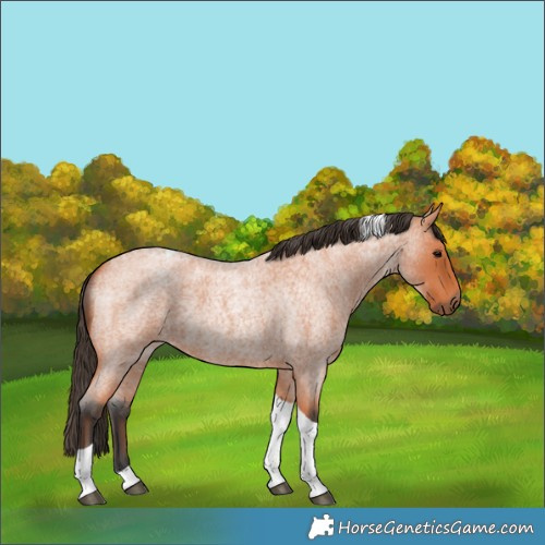 Horse Color:Bay Roan Tobiano 
