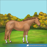 Horse Color:Chestnut Tobiano 