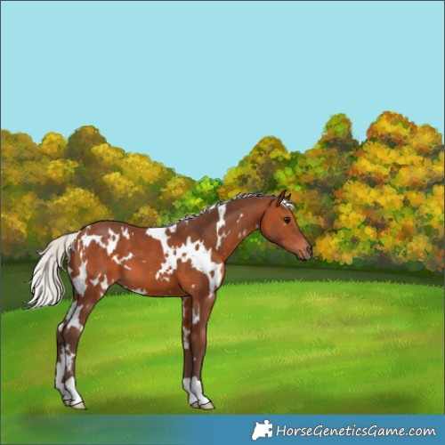 Horse Color:White Spotted Silver Brown 