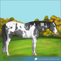 Horse Color:Black Sabino Splash Tobiano Blanket Rabicano 
