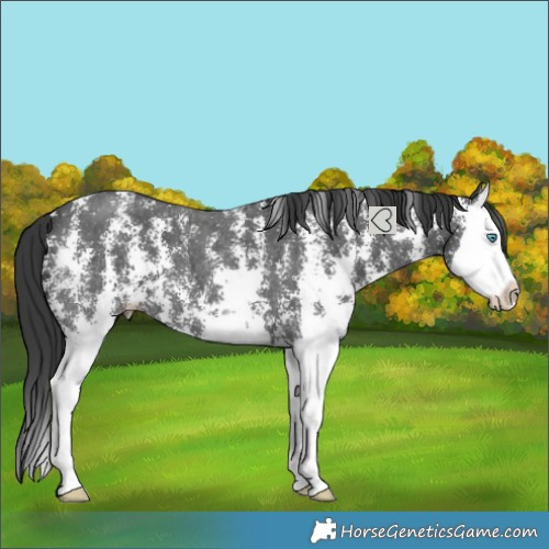 Horse Color:Black Sabino Splash 