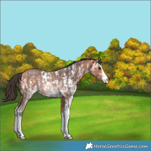 Horse Color:Bay Sabino Rabicano 
