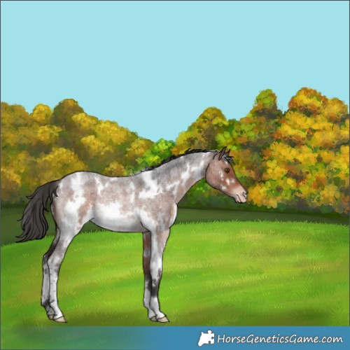 Horse Color:White Spotted Brown Roan Varnish Rabicano 