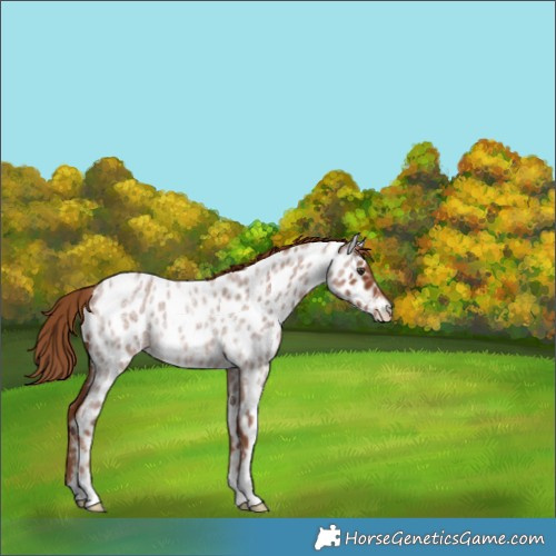 Horse Color:Red Roan Near Leopard Rabicano 