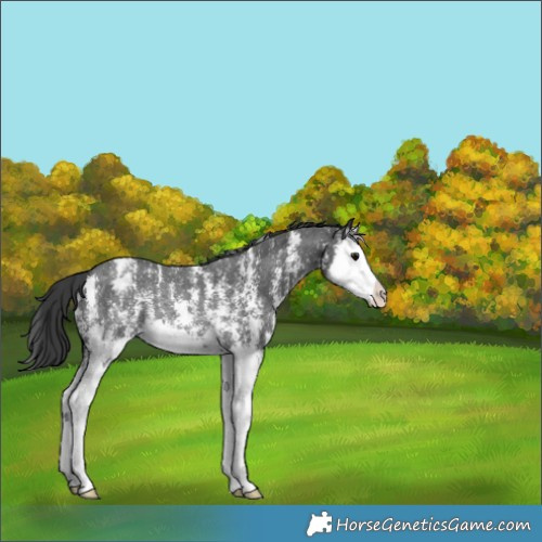 Horse Color:Black Sabino Splash Varnish Rabicano 