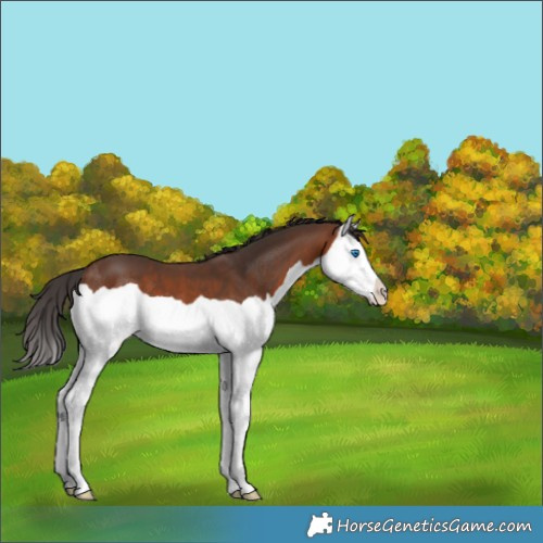 Horse Color:Brown Splash 
