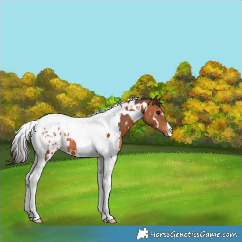 Horse Color:White Spotted Bay Tobiano Varnish 