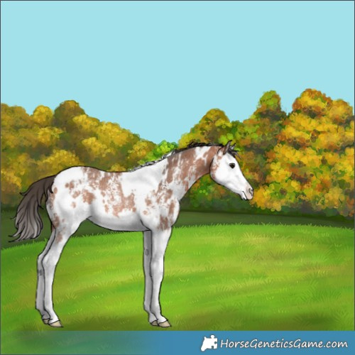 Horse Color:White Spotted Bay Sabino Splash Rabicano 