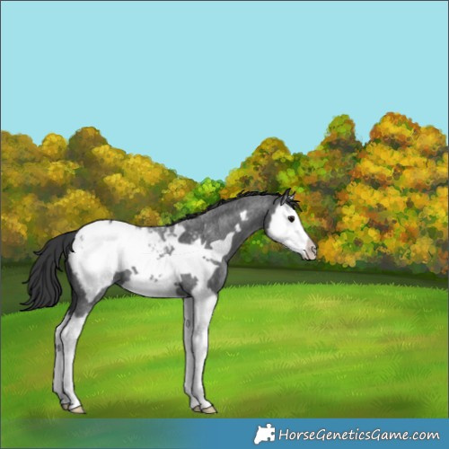 Horse Color:Blue Roan Splash Frame Snowcap 