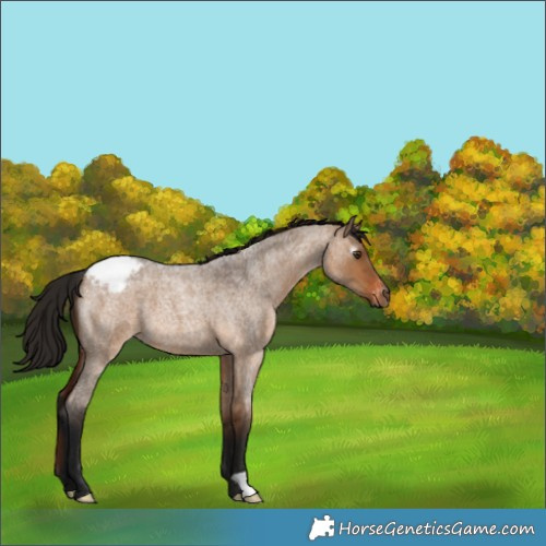 Horse Color:Gray Bay Roan Dun Varnish 
