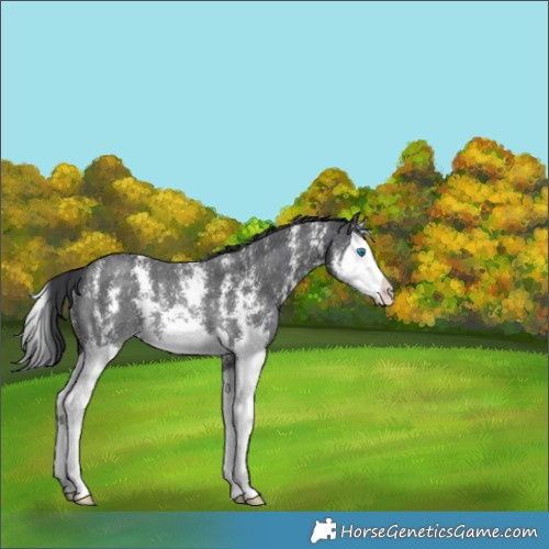 Horse Color:Black Sabino Splash Rabicano 