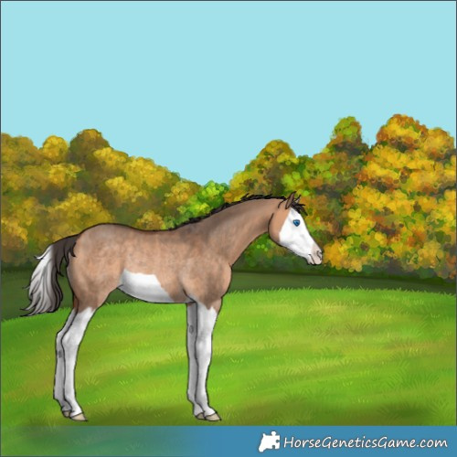 Horse Color:Bay Dun Splash Rabicano 
